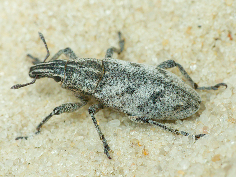 Cleonis pigra (Scopoli, 1763)